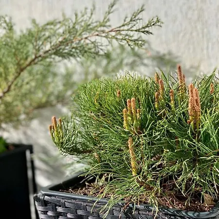 Inverno * Белашница