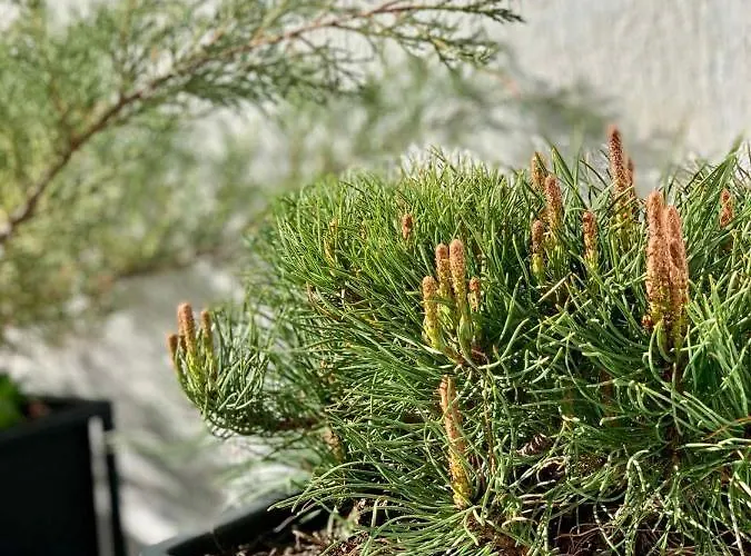 Inverno * Bjelašnica